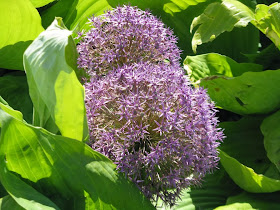 llium hollandicum "Purple Sensation" and  "Sum and Substance" hosta by garden muses-not another Toronto gardening blog