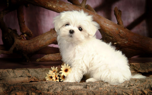 Wallpaper of a cute little maltese dog posing for the camera