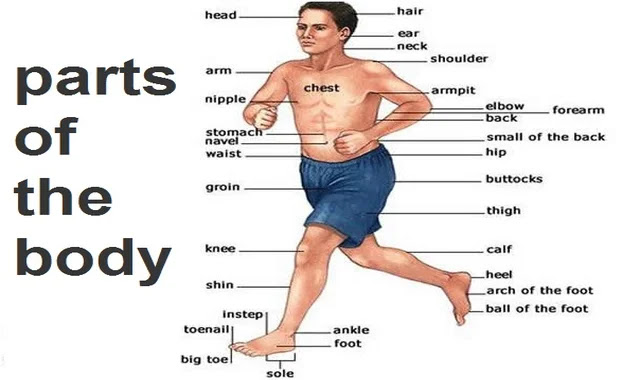 Body parts: parts of the body in English with pictures