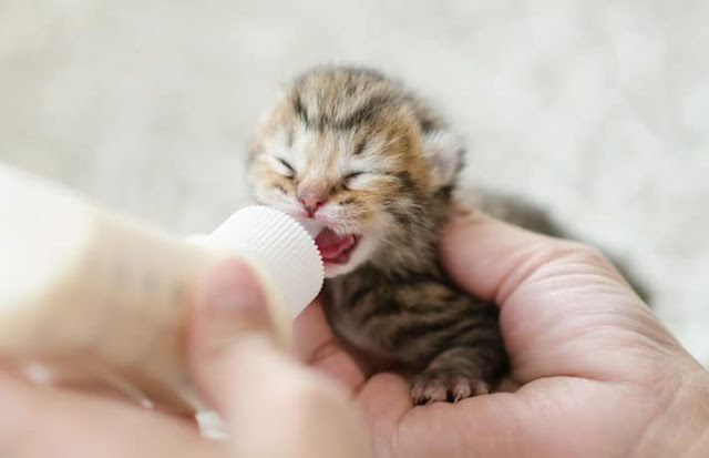 kitten being bottle fed