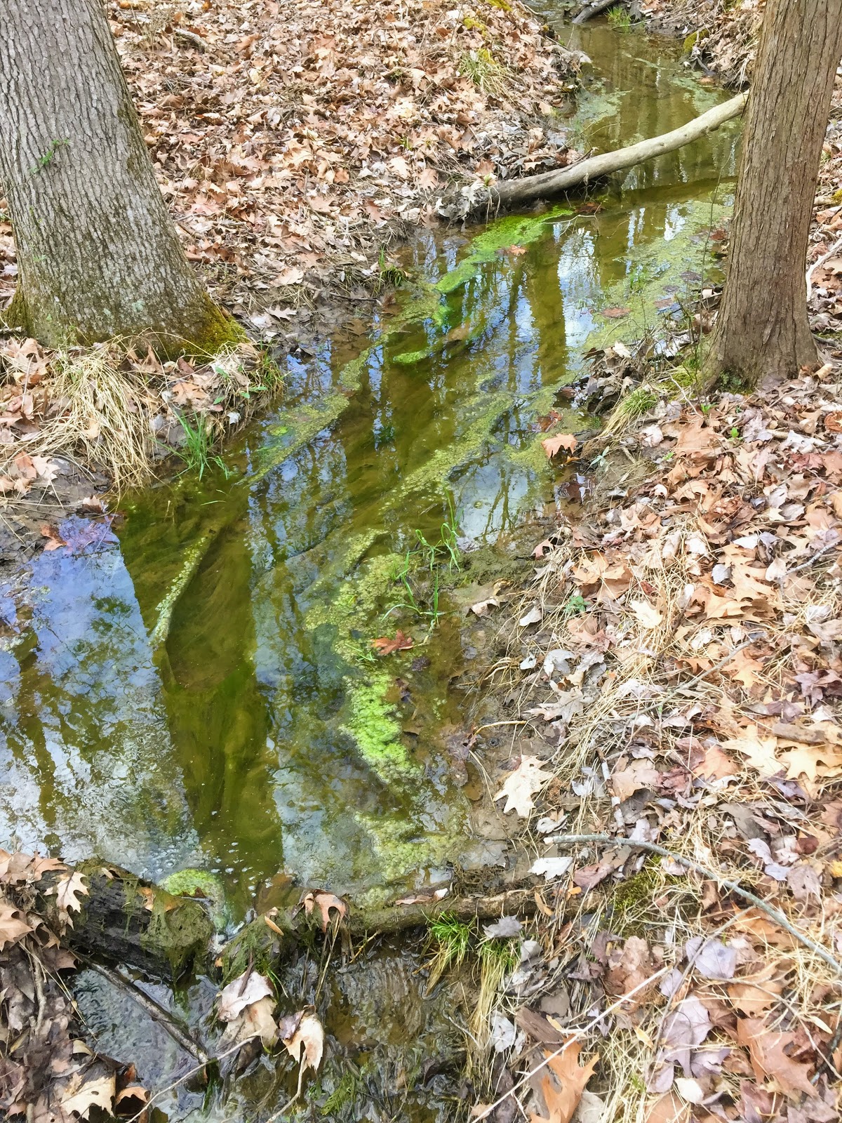 Princeton Nature Notes The Green Slime That Ate My Ponds