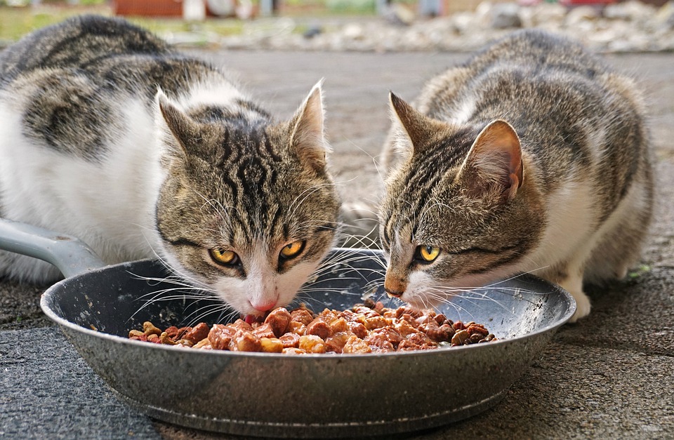 أكل القطط المنزلي وجبات تحبها القطط ومفيدة لصحتها