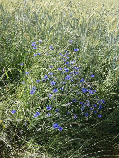 Et dans les champs ce ne sont pas les fleurs qui manquent.