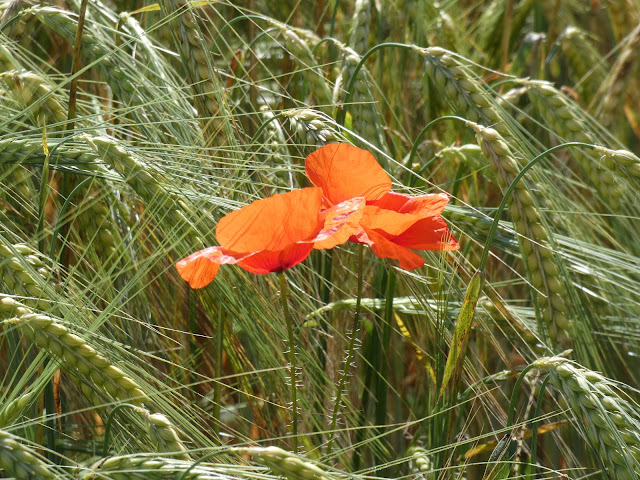 Parfois deux coquelicots batifolent sous le regard amusé de la gent céréalière.