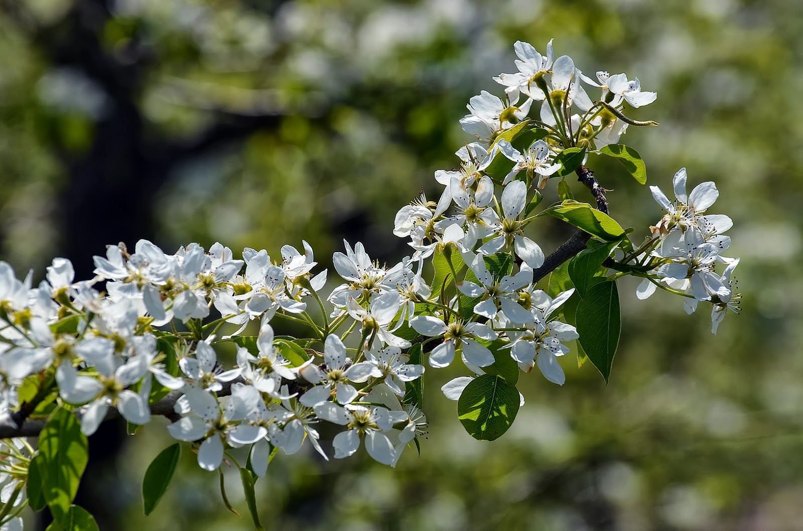 Love blooming pear. Pear Blossom. Pears Blossom Flowers.