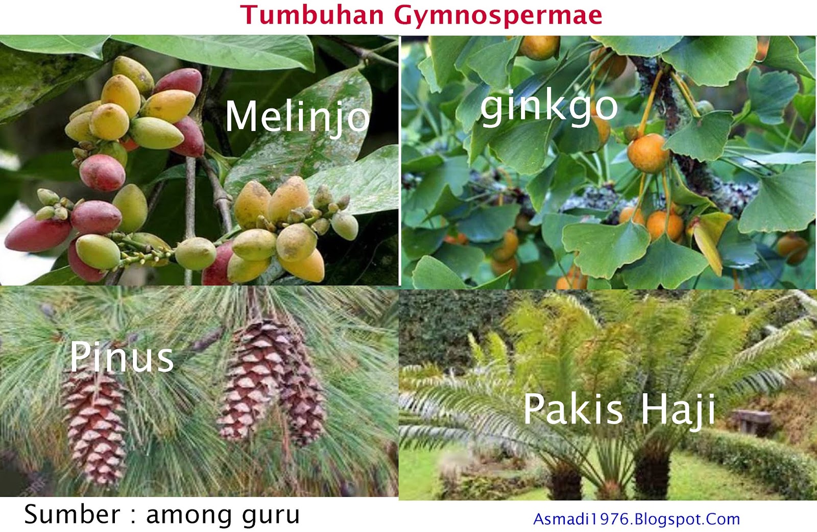 Reproduksi Tumbuhan Gymnospermae paku dan lumut - POJOK IPA