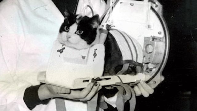 kucing dibawa ke luar angkasa