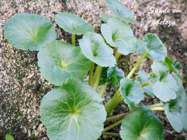 Benefícios Umbigo de vénus Umbilicus rupestris