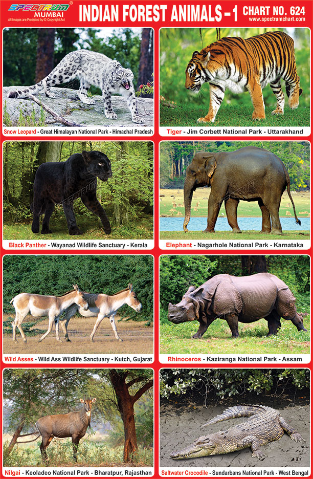 Spectrum Educational Charts: Chart 624 - Indian Forest Animals 1