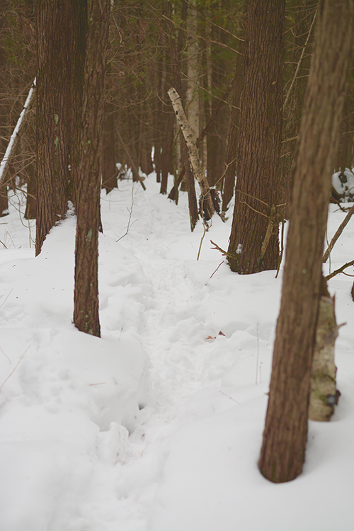 Winter walk in the woods | My Darling Days Blog Winter walk in the woods | My Darling Days Blog