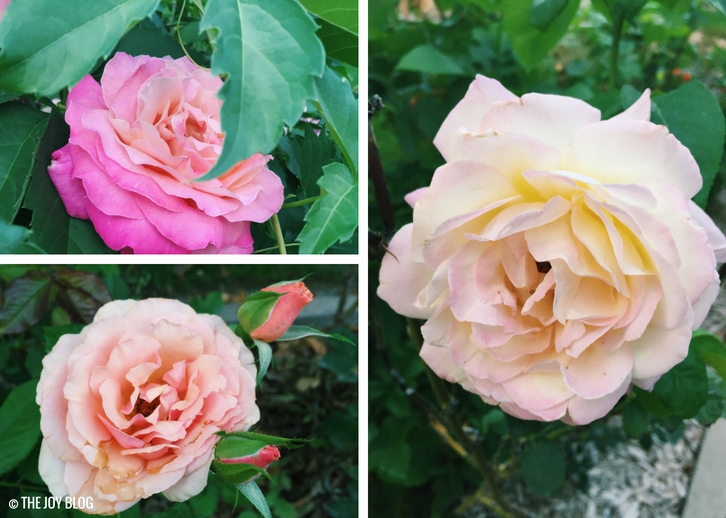 Discovering A Secret Rose Garden // WWW.THEJOYBLOG.NET