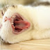 Μία υγιεινή οδοντόκρεμα για γάτες!...