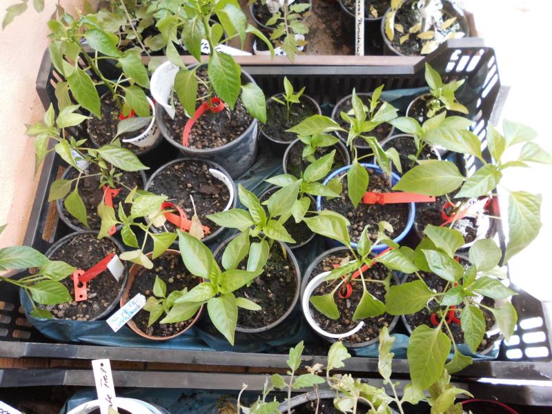 [Bild: K800_DSCI0156.JPG]