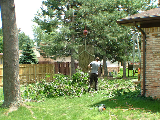 tree-cutting-west-bloomfield-mi