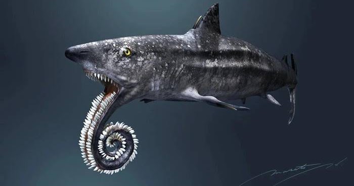 Chingum — Discover Curiosities: Helicoprion | Shark With A Chainsaw On