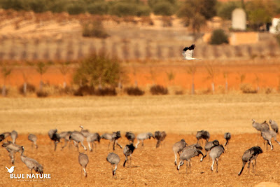 Entre tanto apareció un aguilucho pálido (Circus cyaneus), concretamente un macho colando por encima del bando de grullas y dejando ver el blanco pálido de la parte interna de las alas adornadas con puntas negras como el carbón.