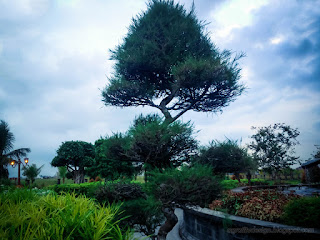 Ornamental Spruce Plant In The Garden Of The Park In The Afternoon At Badung, Bali, Indonesia