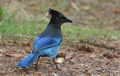 Photo of Steller's Jay on the ground Photo of Steller's Jay on the ground