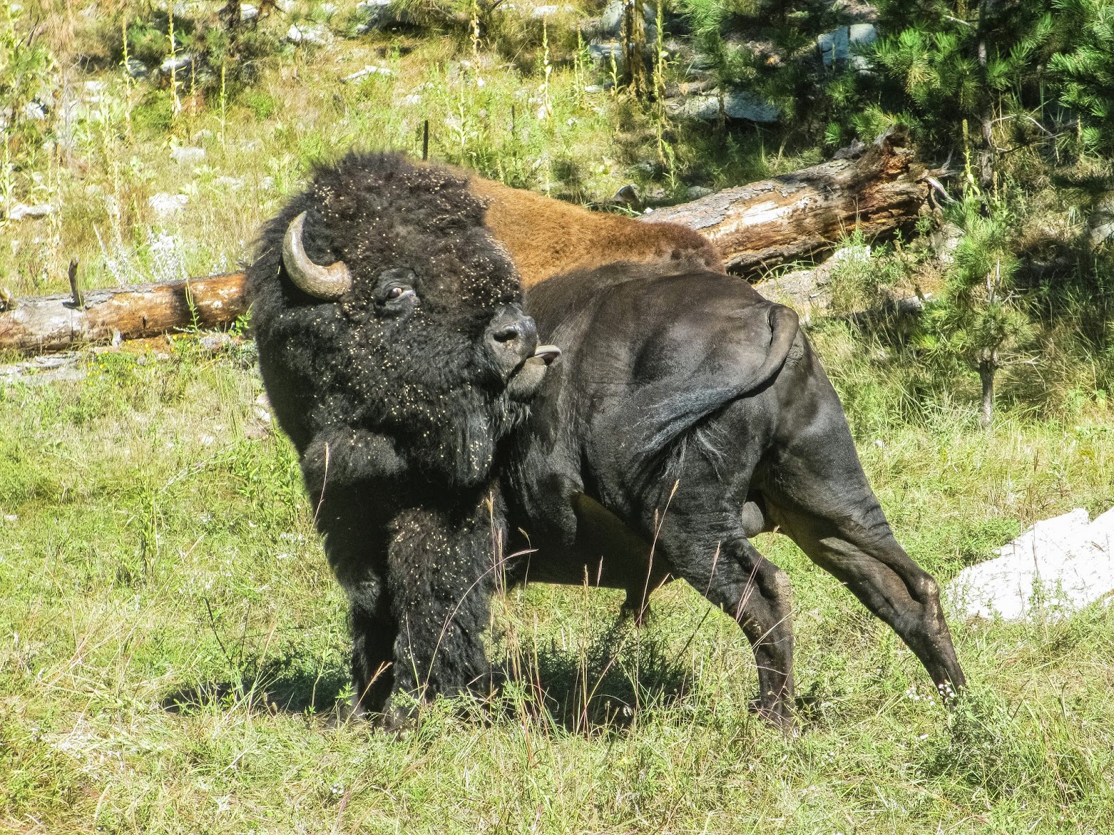 Cannundrums Plains Bison South Dakota