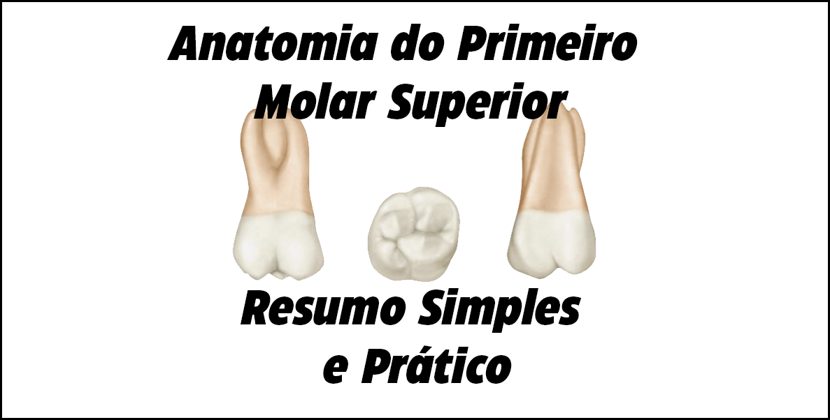 Anatomia do Primeiro Molar Superior Resumo de Anatomia Dental Anatomia do Primeiro Molar Superior Resumo de Anatomia Dental