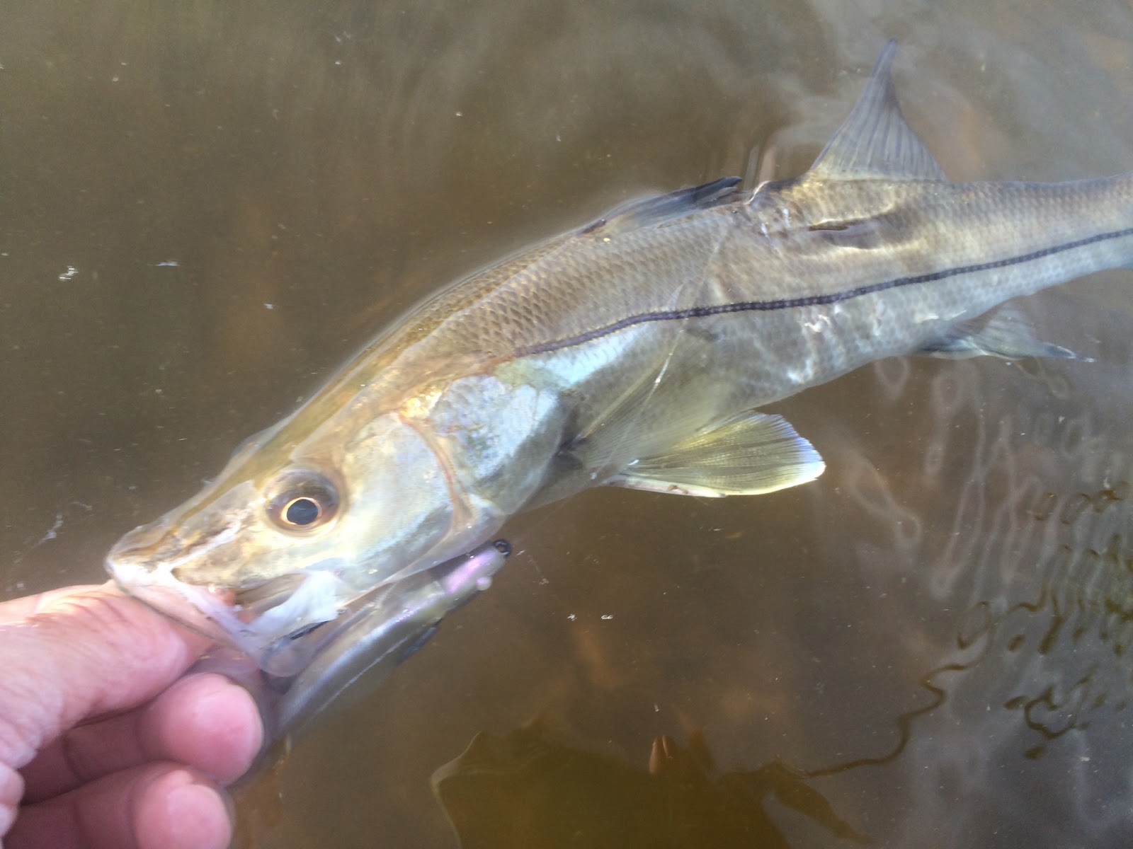 Seagull with French Fry January 2016