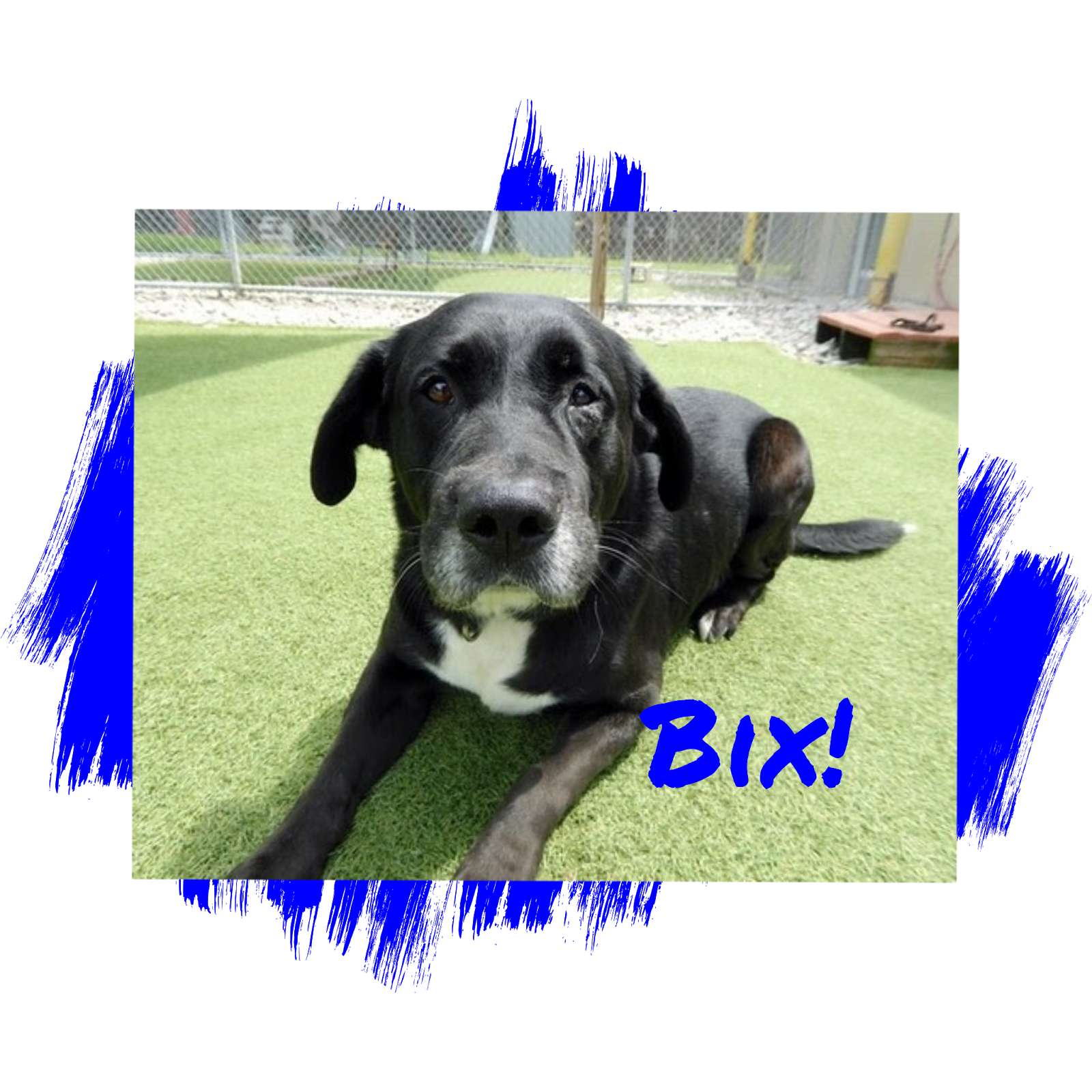 Friday's Friend! Dog Adoption, Lab Rescue of L.R.C.P., Inc. from the