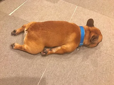 床で寝る犬、かわいいペット