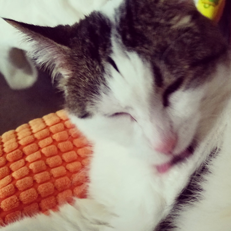 image of Olivia the White Farm Cat grooming herself with her wee pink tongue