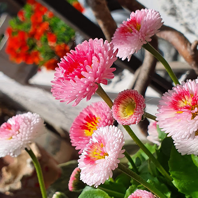 Https Www Millennium Franken De Ft Ft C 20090810 Pdf