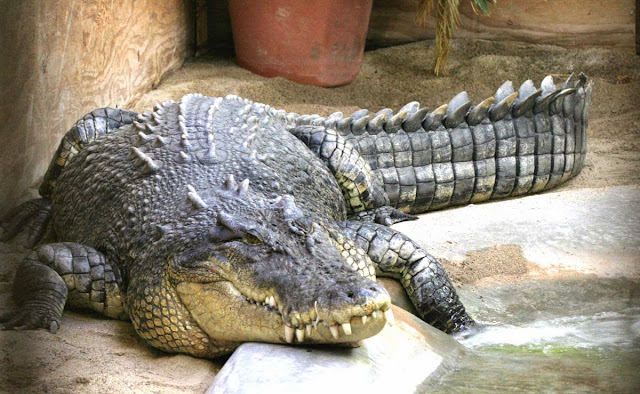 Large crocodile in park