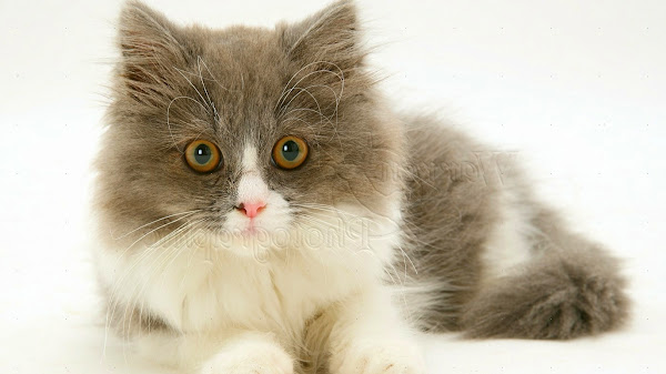 Mendeskripsikan Kucing: Tips dan Contoh Kalimat yang Menarik