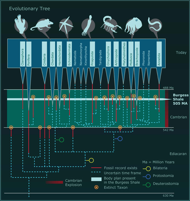 Desafiando a Nomenklatura Científica Origem dos animais o relógio
