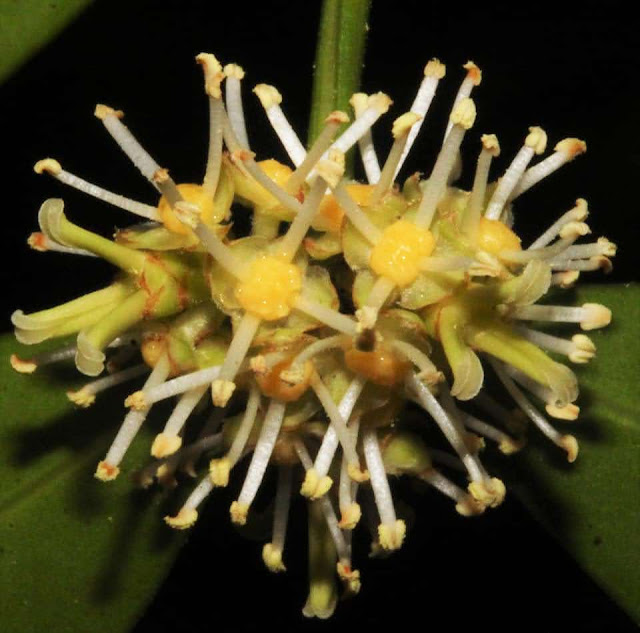 Buxus myrica