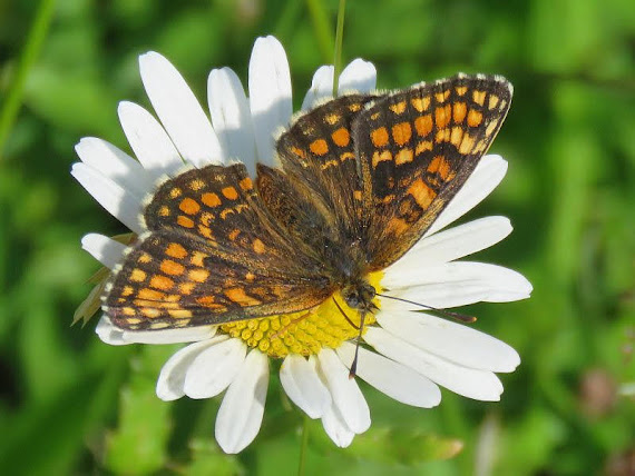 Przeplatka aurelia (Melitaea aurelia) przeplatka