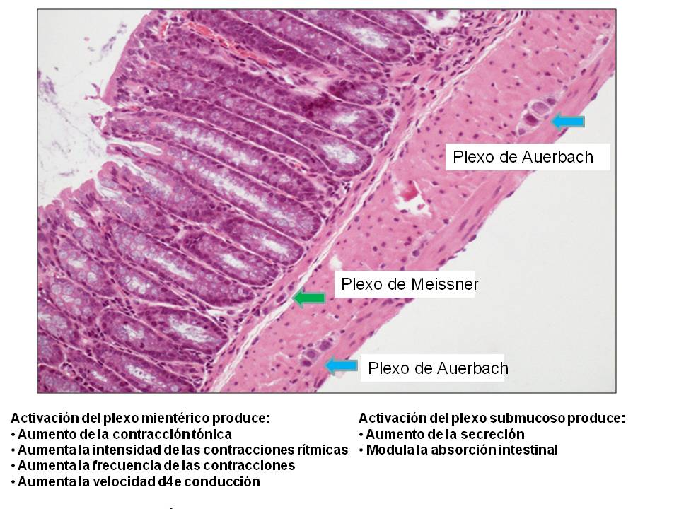 Elblogdefisio Clase de Motilidad Digestiva