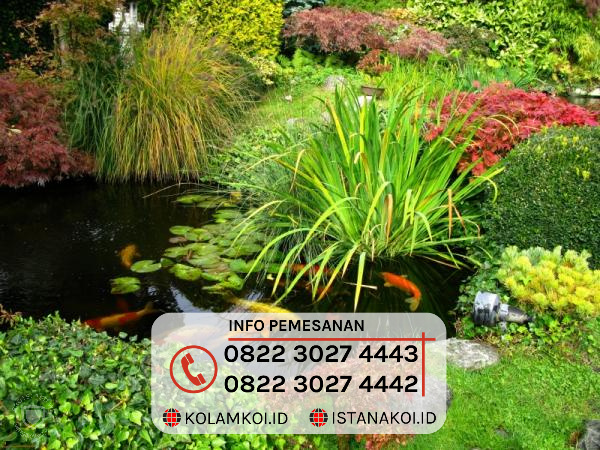 kolam koi outdoor