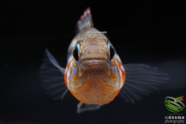 Apistogramma mendezi / Rio Aiuanã