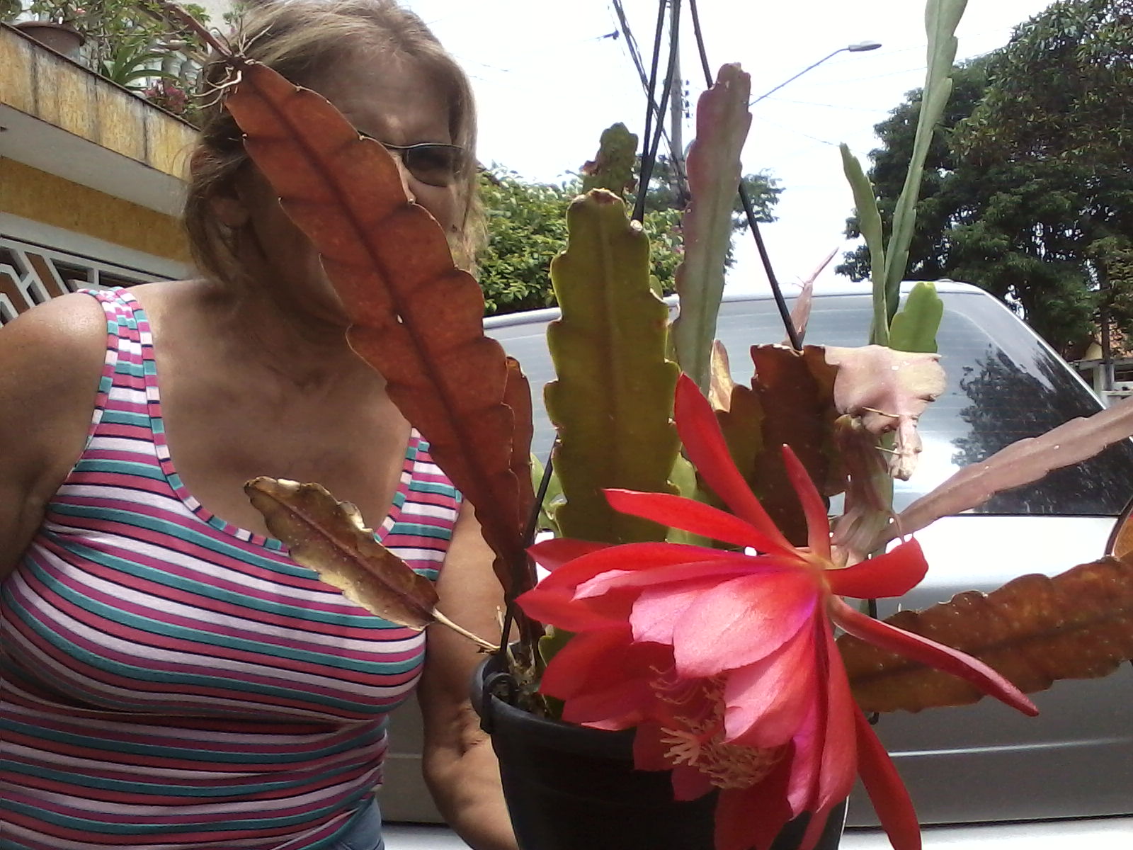 Epiphyllum - cactos orquidea - flor de outubro - dama da noite