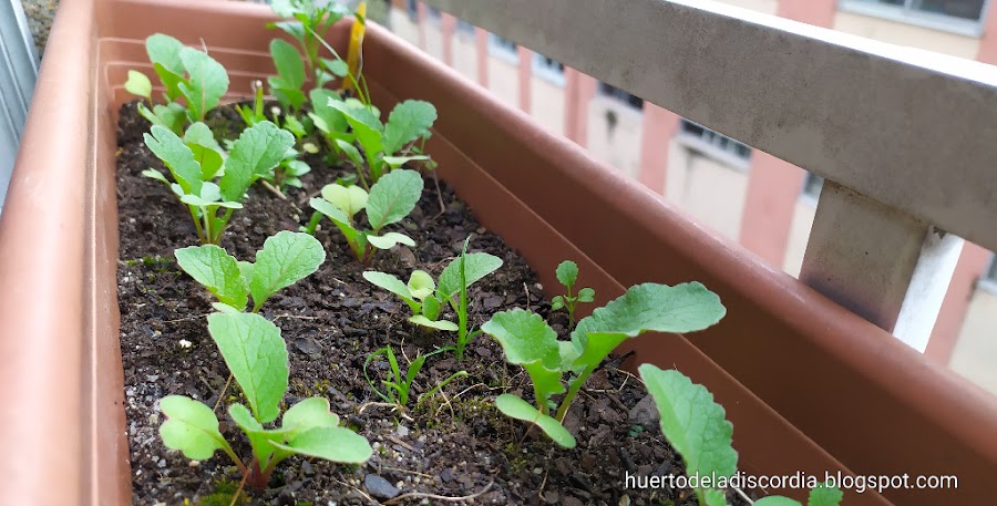 Unos rábanos crecen en una maceta en el balcón