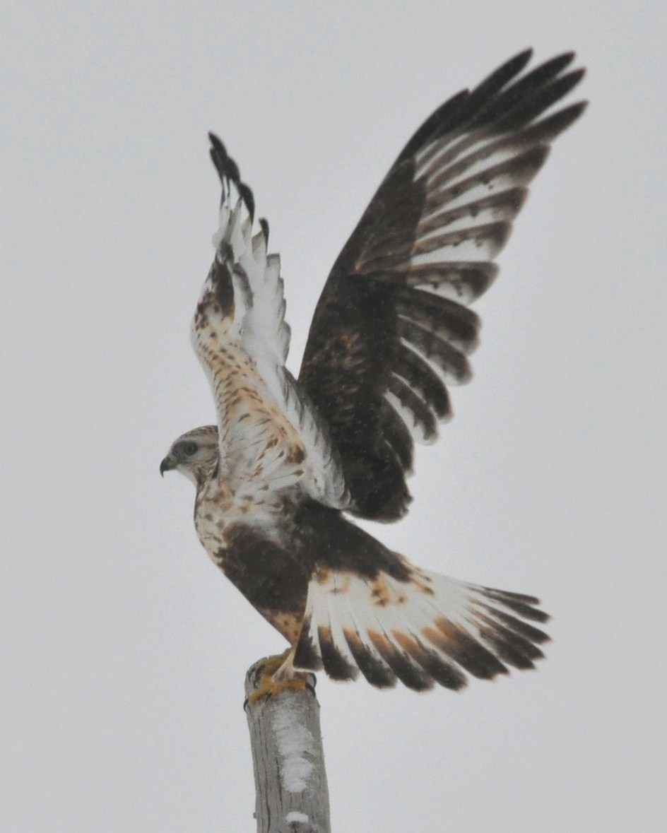Birds of Madison County: The Winter Hawk - Rough-legged Hawk