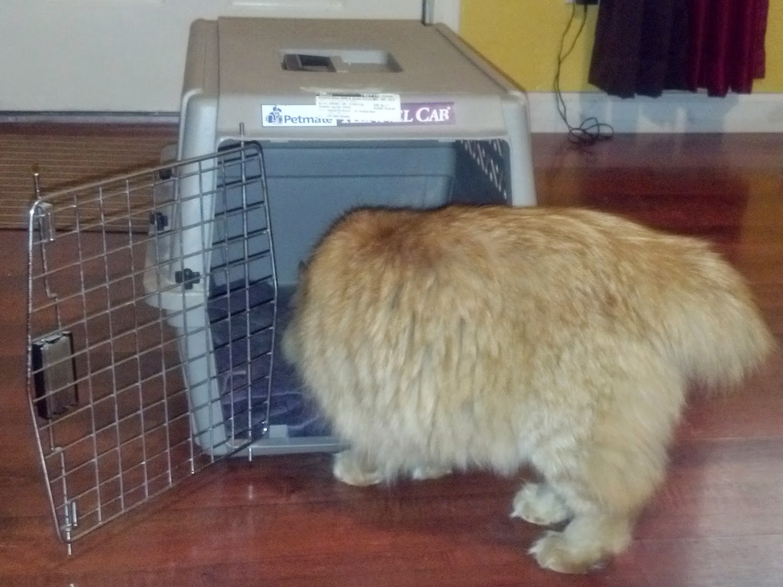 Pawsitively Cats What Are My Options for Getting My Difficult Cat a Check Up? Part 1