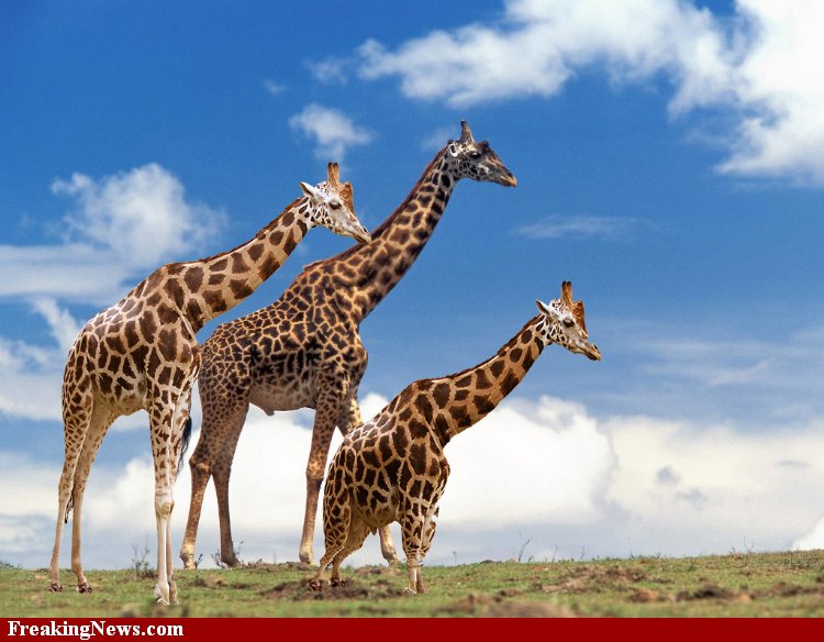 and giraffe Midget
