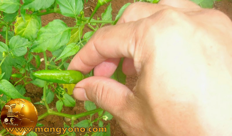 Mitos Menanam Cabe Di Pekarangan Rumah Mitos Menanam Cabe Di Pekarangan Rumah