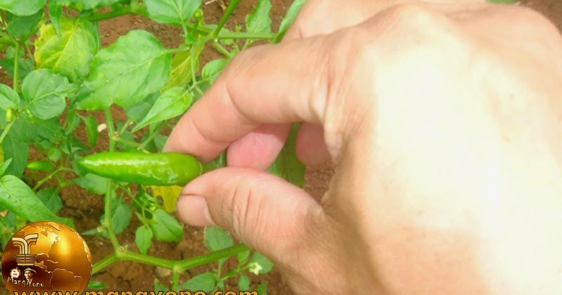 Mitos Menanam Cabe Di Pekarangan Rumah