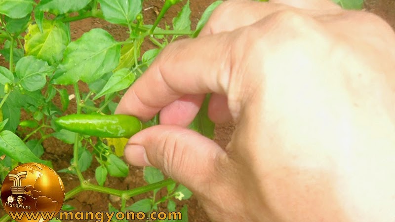 Mitos Menanam Cabe Di Pekarangan Rumah Mitos Menanam Cabe Di Pekarangan Rumah