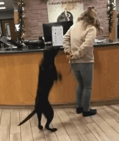 입양이 결정된 유기견들.gif | 인스티즈