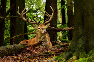 Naturfotografie Tierfotografie Hirschbrunft Rothirsch