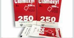 Hướng dẫn chăm sóc mèo tiêu chảy - Chuột Nhắt