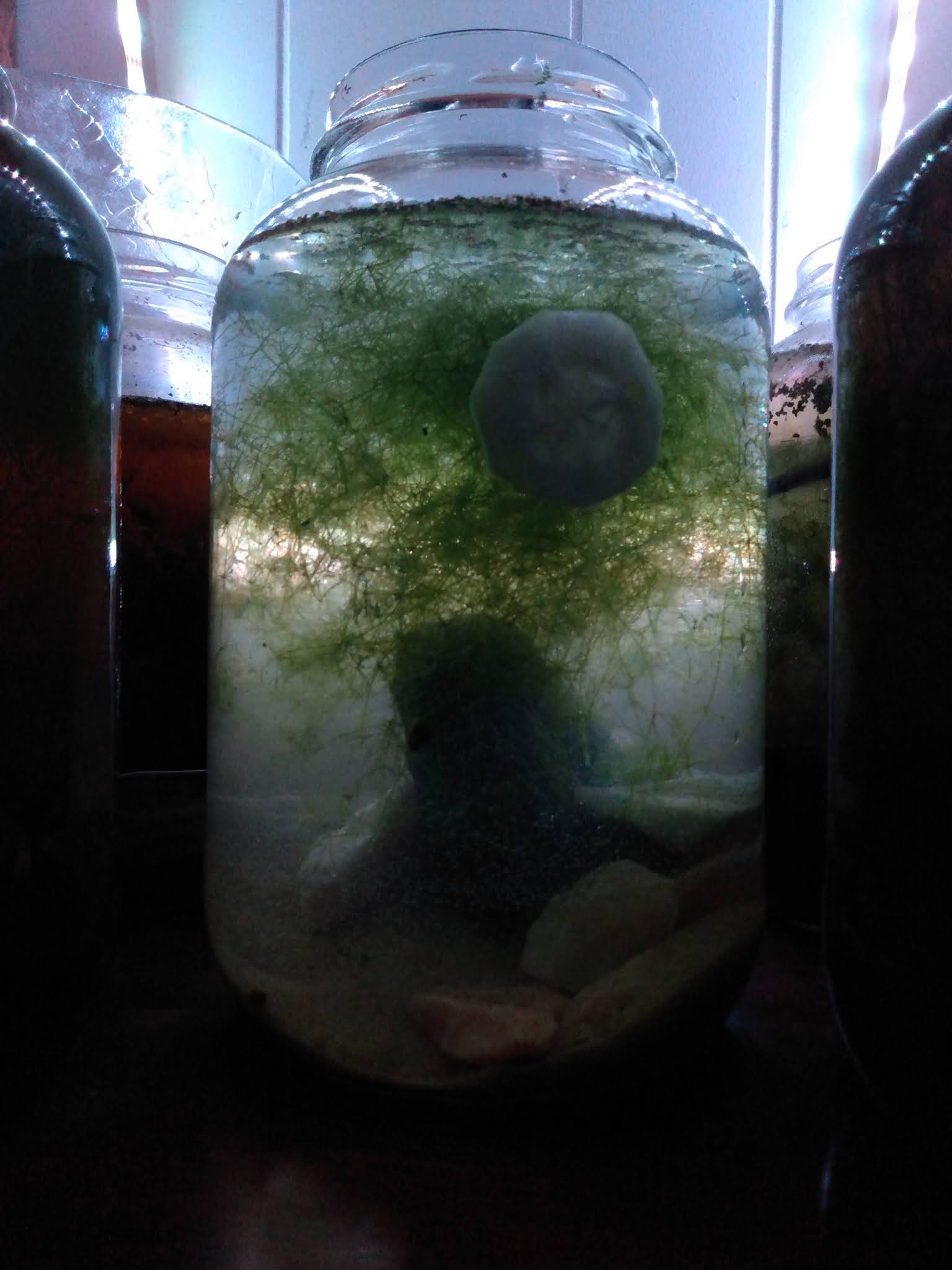 1 Gallon "Pond in a Jar" Aquariums