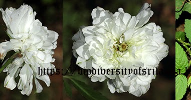Biodiversity of Sri Lanka: Brier rose/Double-flowered china rose/Salem